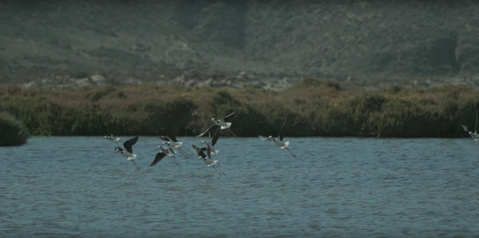 Reserva de Humedales Biodiversidad