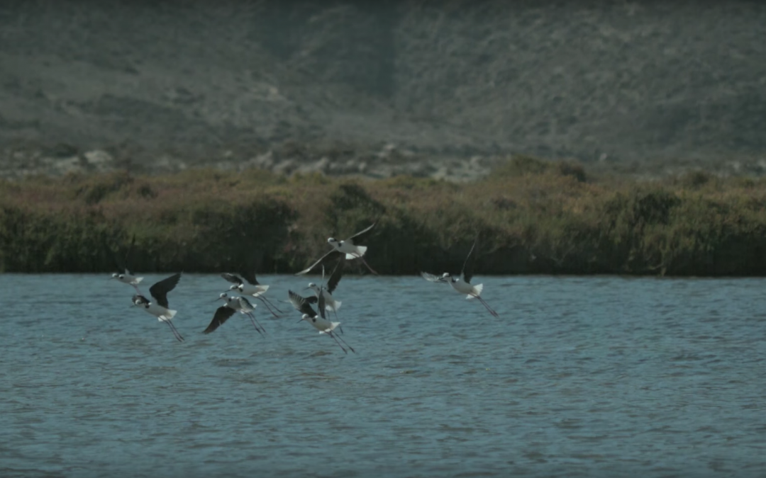 Reserva de Humedales Biodiversidad